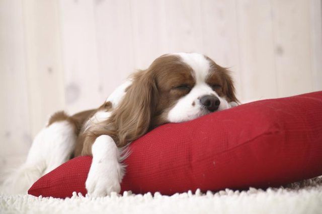 Cavalier King Charles Spaniel dormir sur un oreiller.