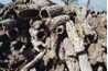 Cork écorce de chêne peut être récolté tous les 9 ans sans causer de dommages.