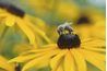 Longue floraison rudbeckias indigènes coexistent avec les abeilles indigènes.