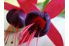 Fuchsias sont l'une des meilleures fleurs pour paniers suspendus dans le jardin d'ombre.
