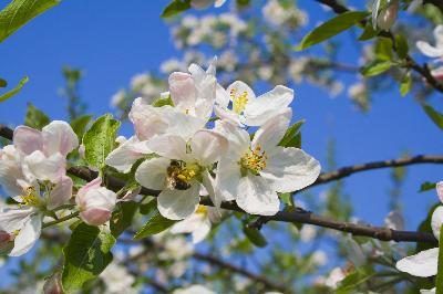 La teneur élevée en nectar dans l'arbre abeille abeille est irrésistible pour les abeilles.