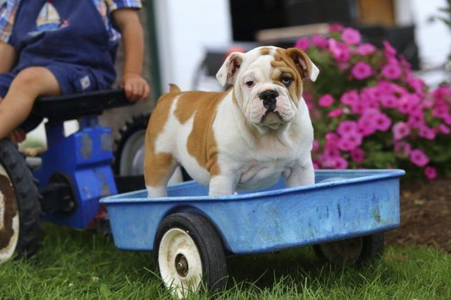 Un enfant jouant avec un chien dans un wagon dans la cour.