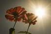 zinnias sont parmi les fleurs qui se développent dans le soleil de l'est-face