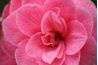 Rose camélia fleurs