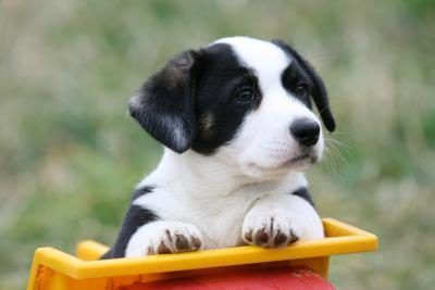 Welsh Corgi Pembroke chiot