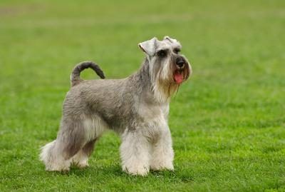 Schnauzer sur l'herbe