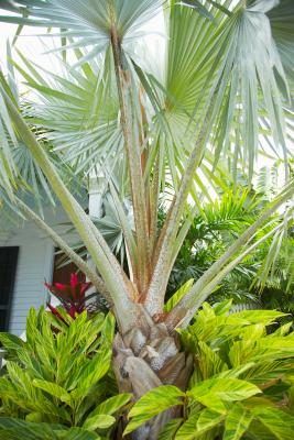 Le palmier nain est rustique dans les climats nordiques.