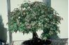 Un érable japonais cultivé comme un bonsaï.