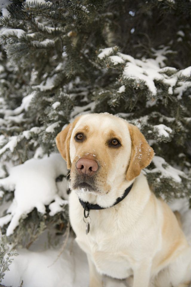 Un labrador retriever assis dans la neige.