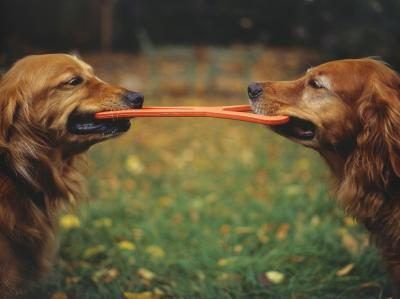 Deux golden retrievers jouant.