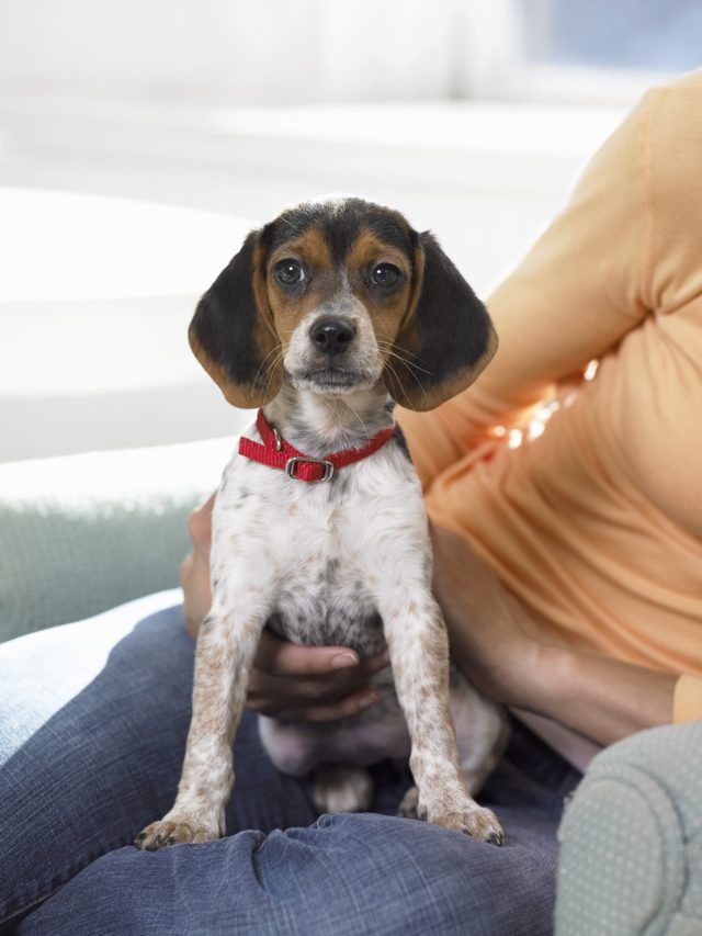 Un chiot beagle est assis sur un tour d'une femme.