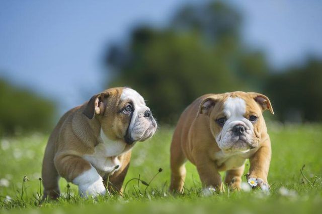 Deux chiots bulldog course dans l'herbe.