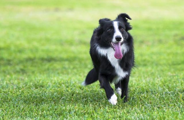 Collie courir à travers champ d'herbe.