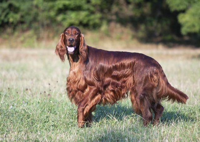 Un Setter irlandais est debout dans un champ.