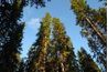 Les pins sont un résineux combustion rapide qui produisent moins de BTU de chaleur.