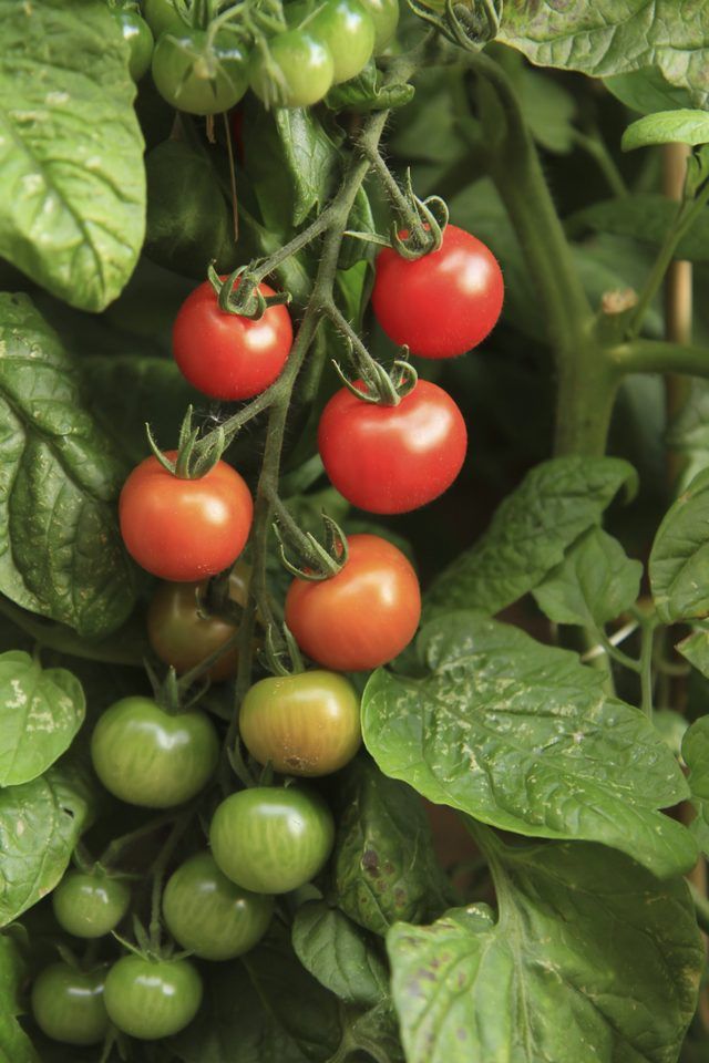 La culture des tomates cerises.