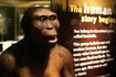 Affichage de l'homme préhistorique dans le musée