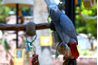 Perroquets gris africains sont des espèces de perroquets les plus noté pour apprendre à imiter le langage humain.