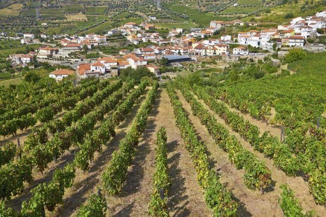 Vignoble de la vallée du Douro du Portugal