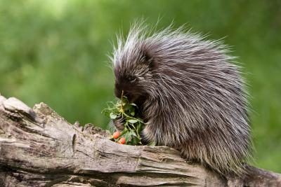 Baies alimentaires Porcupine