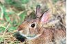 Fourrure brune et une tête étroite signifient le lapin sauvage.