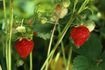 Les plants de fraises ont besoin de multiples applications d'engrais après avoir été planté.