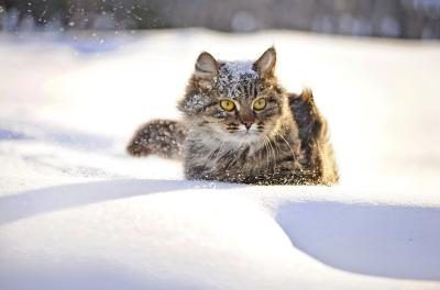 Animaux éprouvent un grave danger lors de tempêtes de neige.