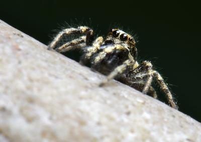 araignées zébrées don't spin webs