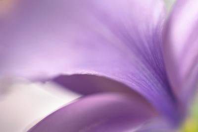 Gros plan des pétales colorés lilas.