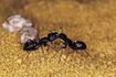 Les fourmis charpentières sont plus de trois fois plus grande que les fourmis noires.