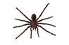 L'araignée-loup apparaît poilue et sont souvent confondus avec une petite tarentule.