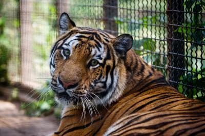 tigre dans le zoo cage
