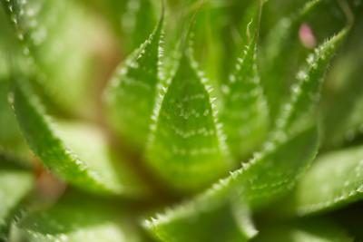 Aloe vera, close-up
