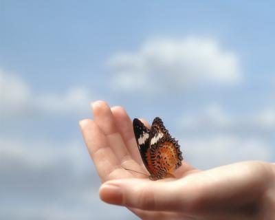 Envisagez l'achat d'un kit papillon de jardin dans un magasin d'alimentation de l'école locale, ou pour un en ligne de sorte que vous pouvez regarder les chenilles se transforment en papillons dans la salle de classe.