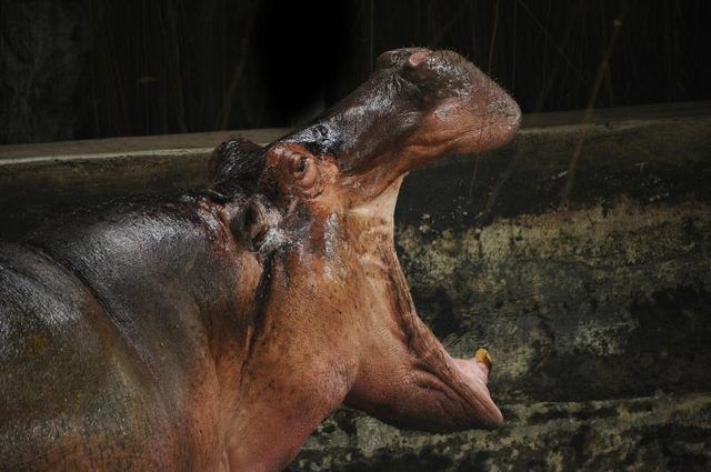 Un hippopotame bâille à un zoo la nuit.