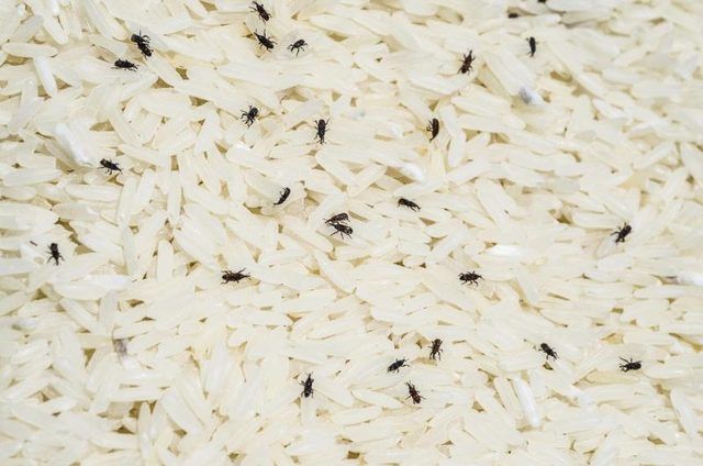 Cucujides détruisant riz