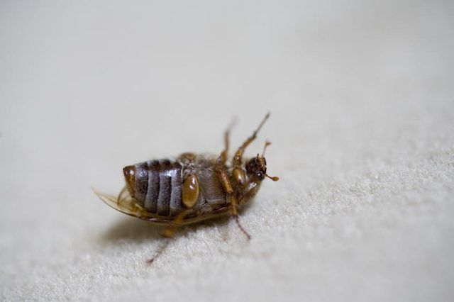 Beetle couché à l'envers sur le tapis
