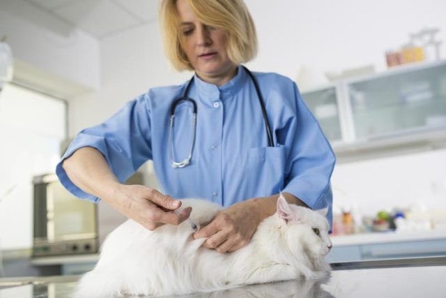 Étudiant en médecine vétérinaire obtenir des photos à chat