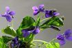 Les violettes sont la fleur traditionnelle du 50e anniversaire de mariage.