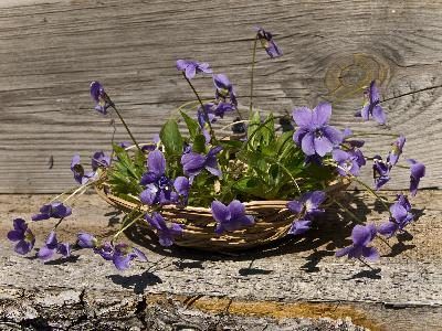 Envisager une violette en pot en lieu et place d'un bouquet.