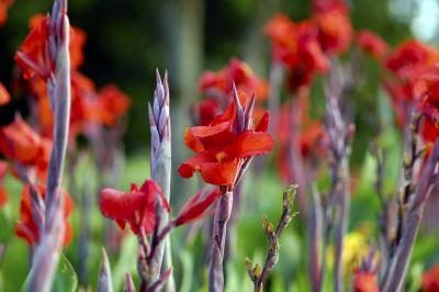 Gladiolus sont l'une fleur traditionnellement donnés pour une 40e anniversaire.