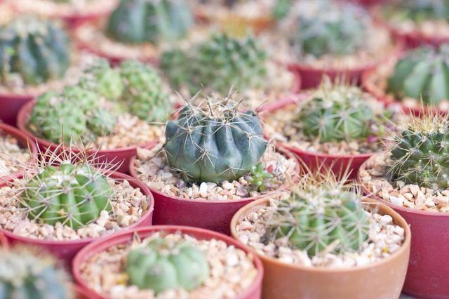 Petits cactus en pot à la vente sur un marché.