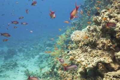 La vie est abondante près des récifs coralliens.