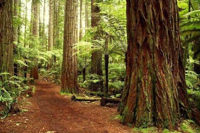 La forêt de Redwood en Californie.