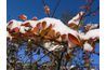 À feuilles caduques épine-vinette feuillage tient souvent jusqu'au début de l'hiver.