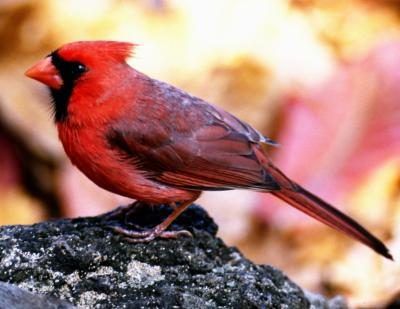 Le cardinal masculin's bright red coat is unmistakable.