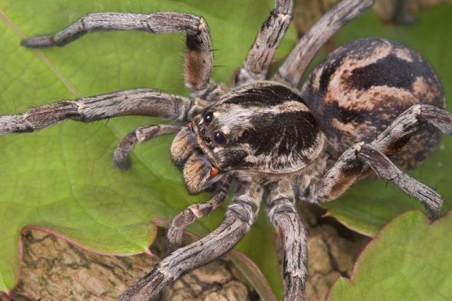 Close-up d'araignée-loup sur une feuille.