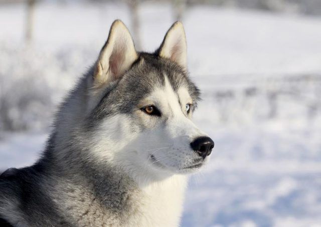 Husky de Sibérie dans un champ de neige de l'hiver