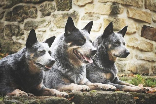 Trois chiens de bouvier australien