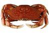 Douce et succulente sont deux des mots les plus courants utilisés pour décrire la saveur délicate de la chair de crabe.